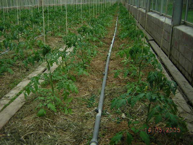 Tomates sous mulch - Biodynamie