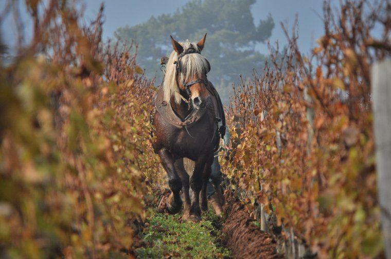 Labour au cheval au Domaine de La Soufrandière dans le Mâconnais