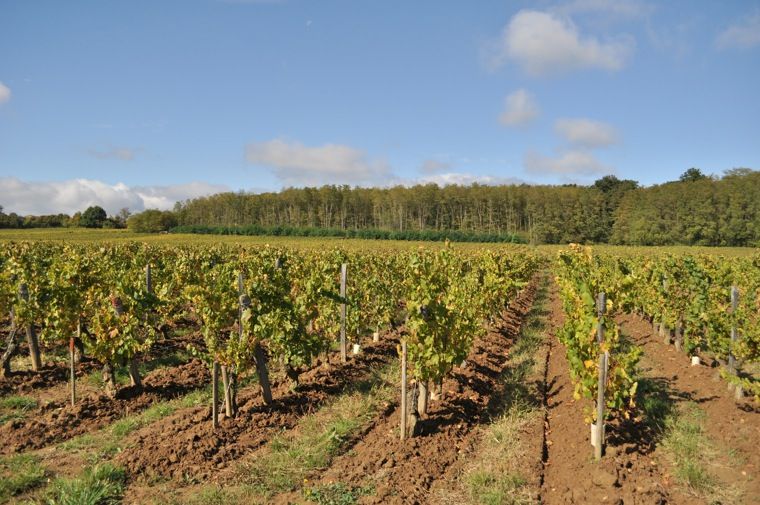 Les vignes du Domaine Guillemot