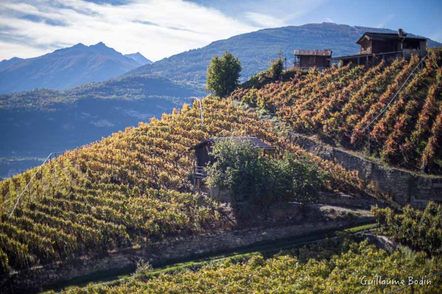 Vineyard in Valais