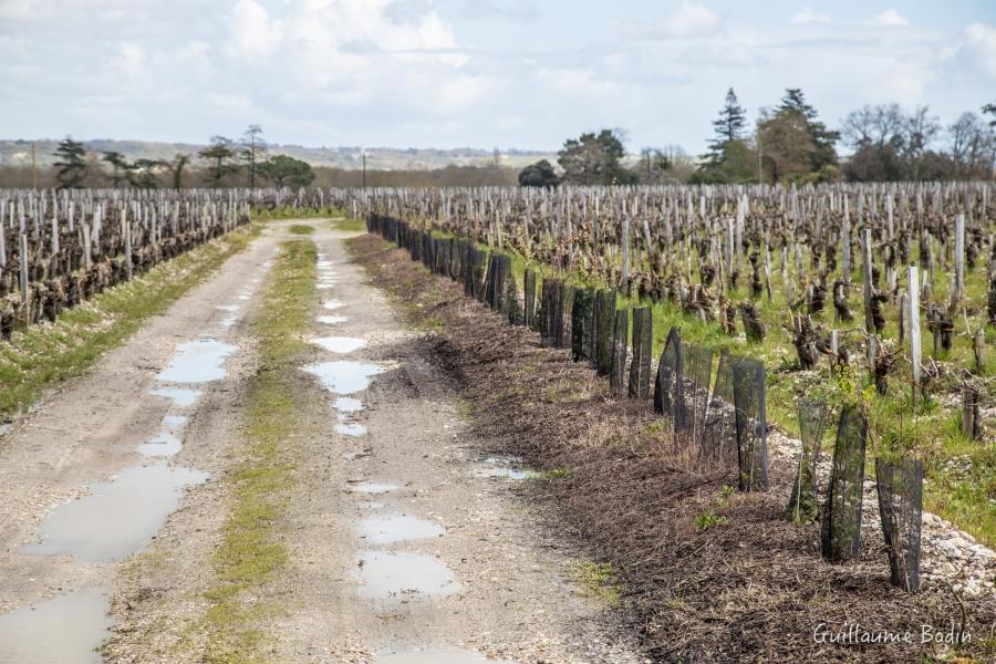 Réimplantation de haies dans le vignoble - Château Palmer