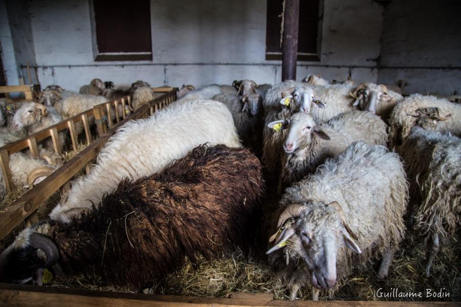 Sheep - Château Palmer