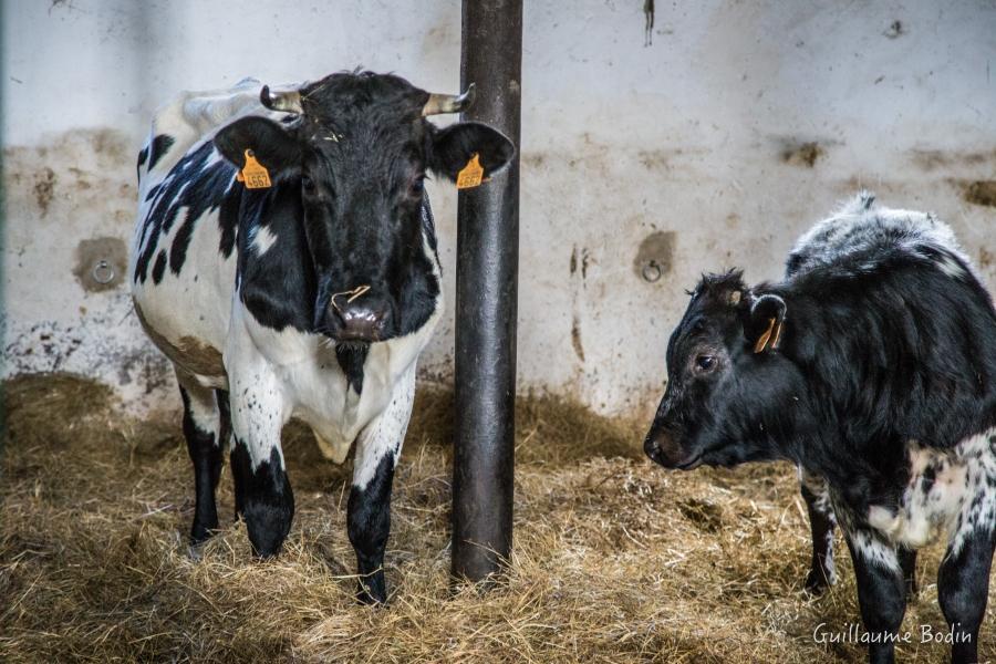 The Bordeaux breed cows - Château Palmer