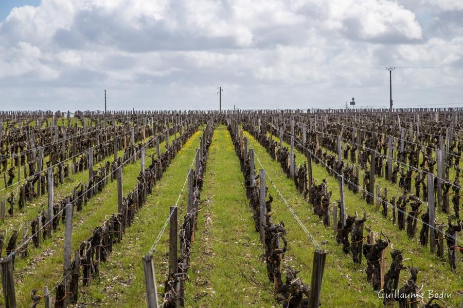 Fleurs dans les vignes - Château Palmer