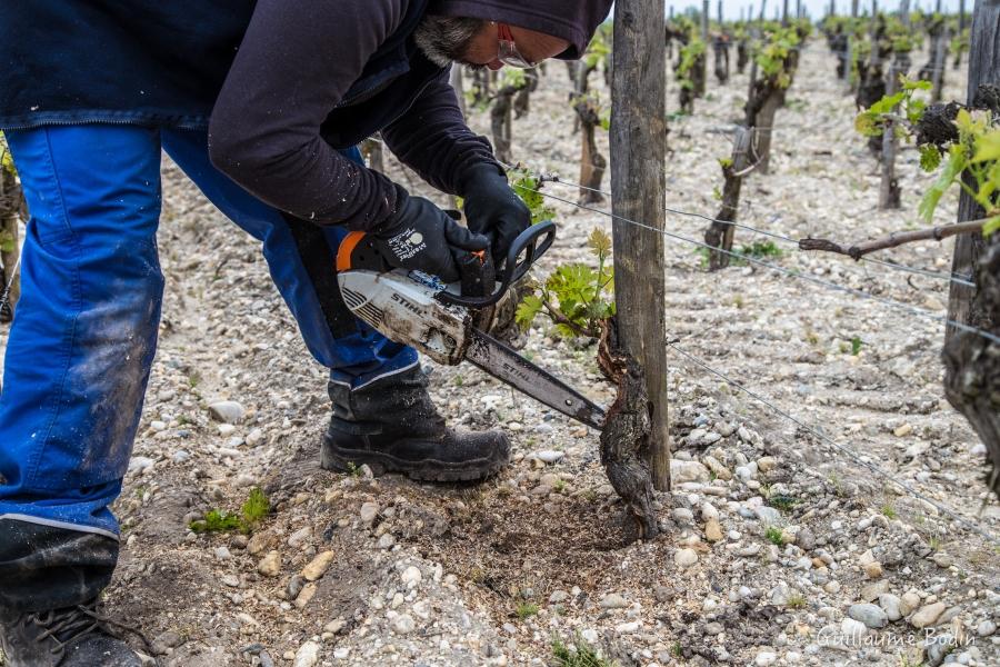 L'un des deux cureteurs professionnels. Son travail est de supprimer l'amadou dans les ceps atteint d'esca afin de faire sécher le champignon et que le cep vive un peu plus longtemps. Les résultats sont très intéressants ! – à Chateau Pontet-Canet.