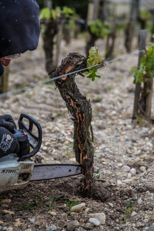 L'un des deux cureteurs professionnels. Son travail est de supprimer l'amadou dans les ceps atteint d'esca afin de faire sécher le champignon et que le cep vive un peu plus longtemps. Les résultats sont très intéressants ! – à Chateau Pontet-Canet.