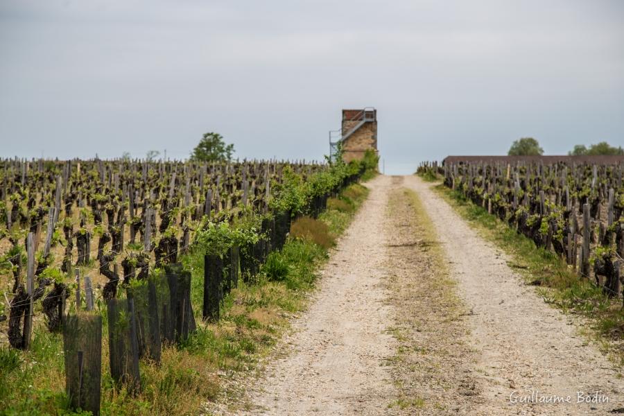 Réimplantation de 500 mètres de haies dans cette parcelle ! Il y en a autant derrière moi et derrière le bâtiment. À savoir que Pontet-Canet a replanté 1,5 kilomètres de haies ces dernières années et ceci devrait continuer.  Un exemple parmi tant d'autres, dans le Médoc 10 kilomètres de haies ont été plantés l'année dernière dont 500 mètres chez Pontet-Canet. – à Chateau Pontet-Canet.