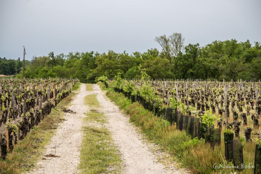 Réimplantation de 500 mètres de haies dans cette parcelle ! Il y en a autant derrière moi et derrière le bâtiment. À savoir que Pontet-Canet a replanté 1,5 kilomètres de haies ces dernières années et ceci devrait continuer.  Un exemple parmi tant d'autres, dans le Médoc 10 kilomètres de haies ont été plantés l'année dernière dont 500 mètres chez Pontet-Canet. – à Chateau Pontet-Canet.