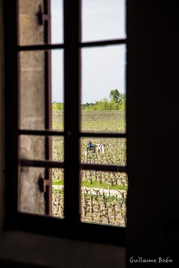 Depuis les fenêtres du Château Pontet-Canet.