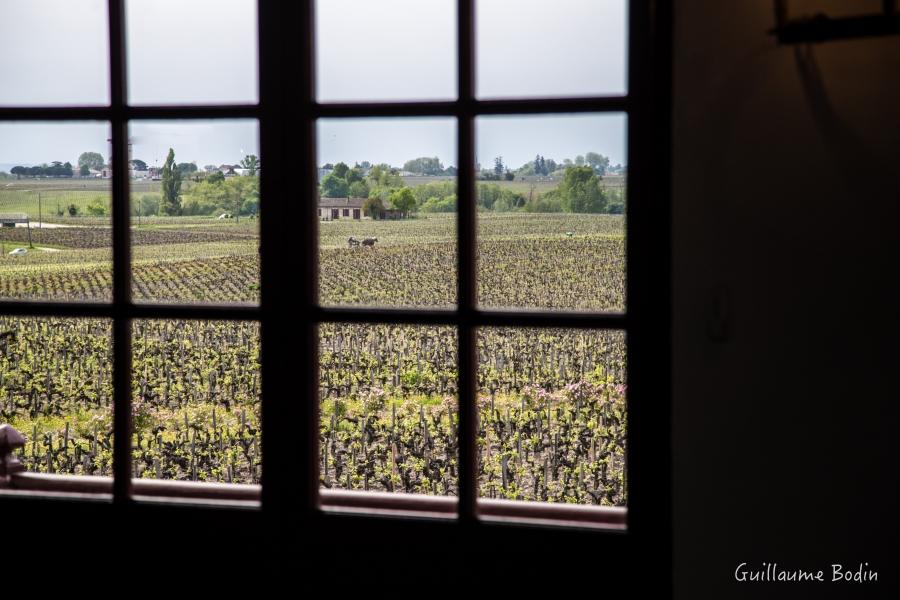 Depuis les fenêtres du Château Pontet-Canet.