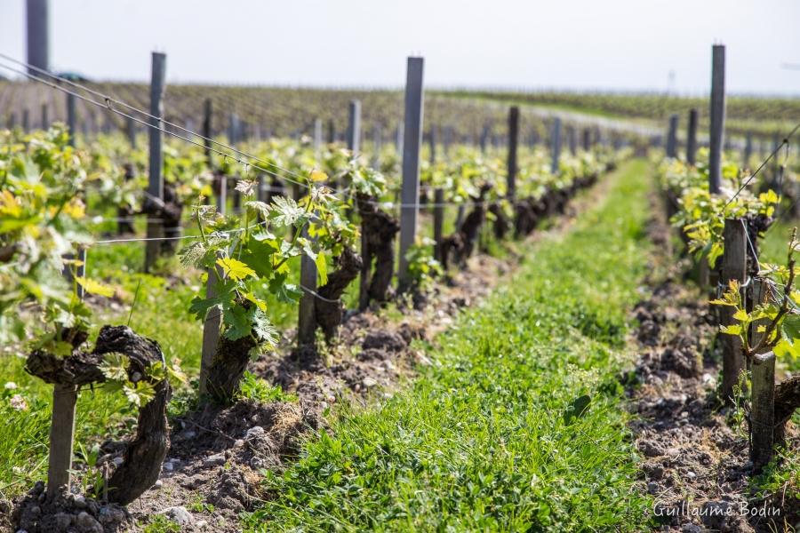 L'une des vignes des 81 hectares du Château Pontet-Canet