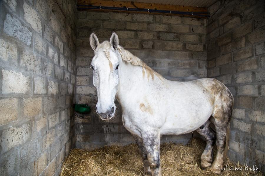 L'un des 16 chevaux du domaine à Château Pontet-Canet.