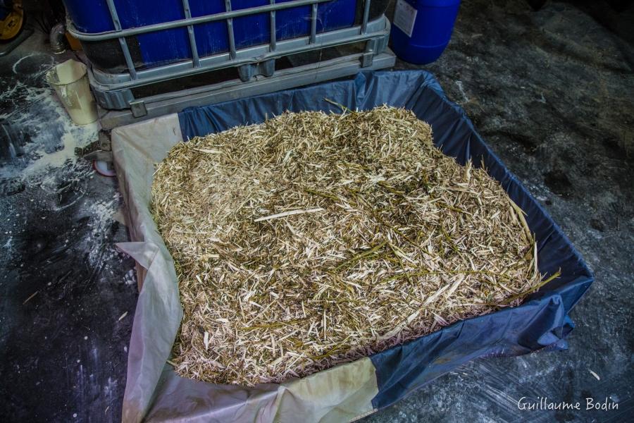 Crushed willow will stimulate the plant's natural defenses during the treatments of the coming season. - at Chateau Pontet-Canet.