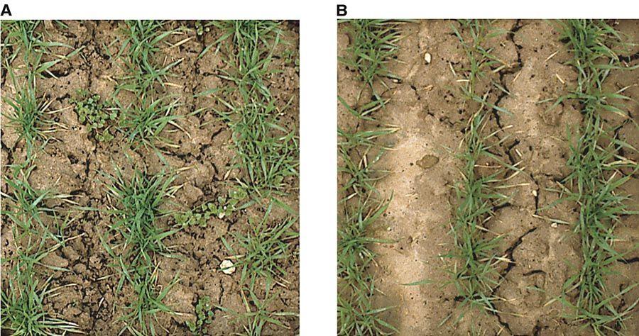 Effets des préparations biodynamiques - FIBL