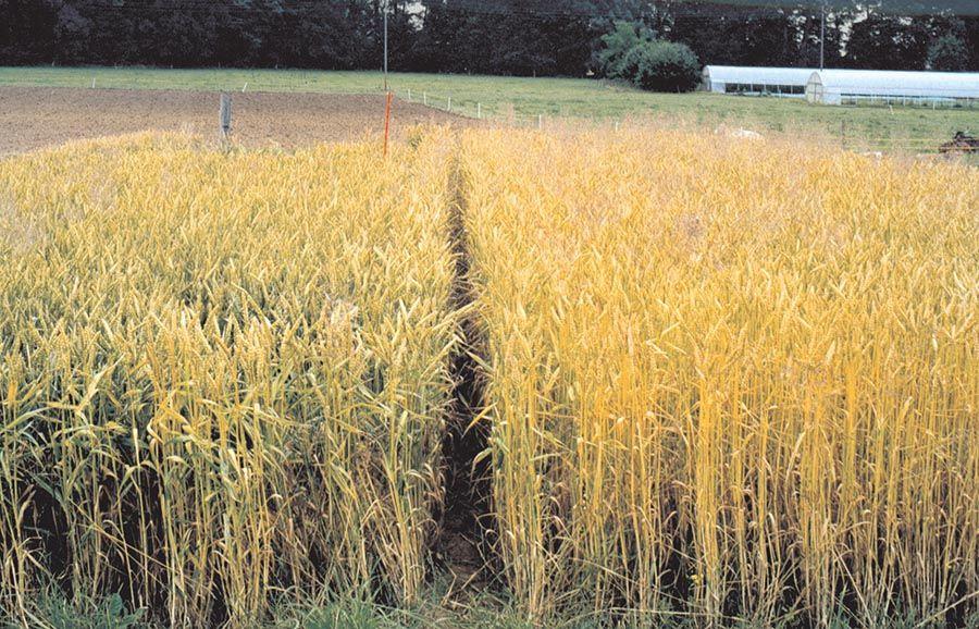 Essais DOC - Cultures de blé conventionnelle et biodynamique