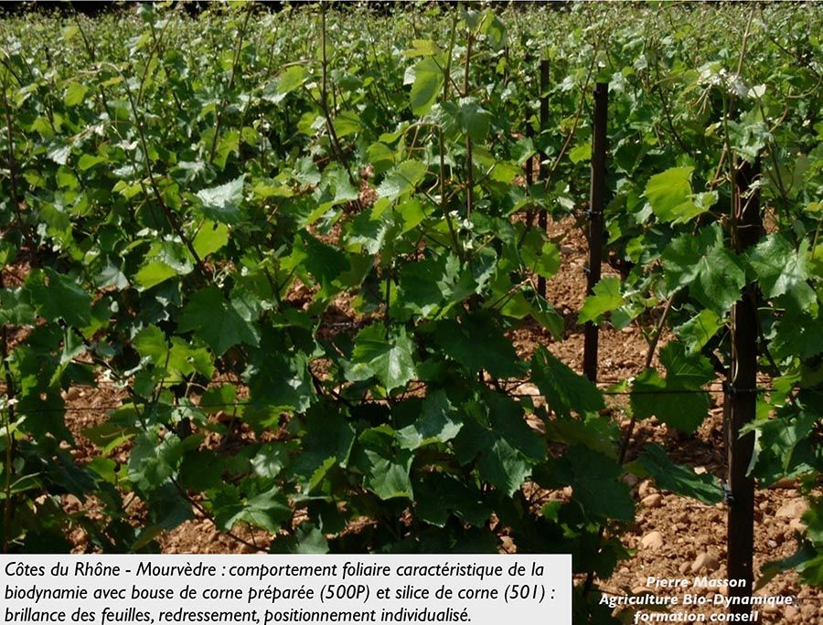 Influence de la biodynamie en agriculture - Après Bouse de Corne préparée et Silice de Corne