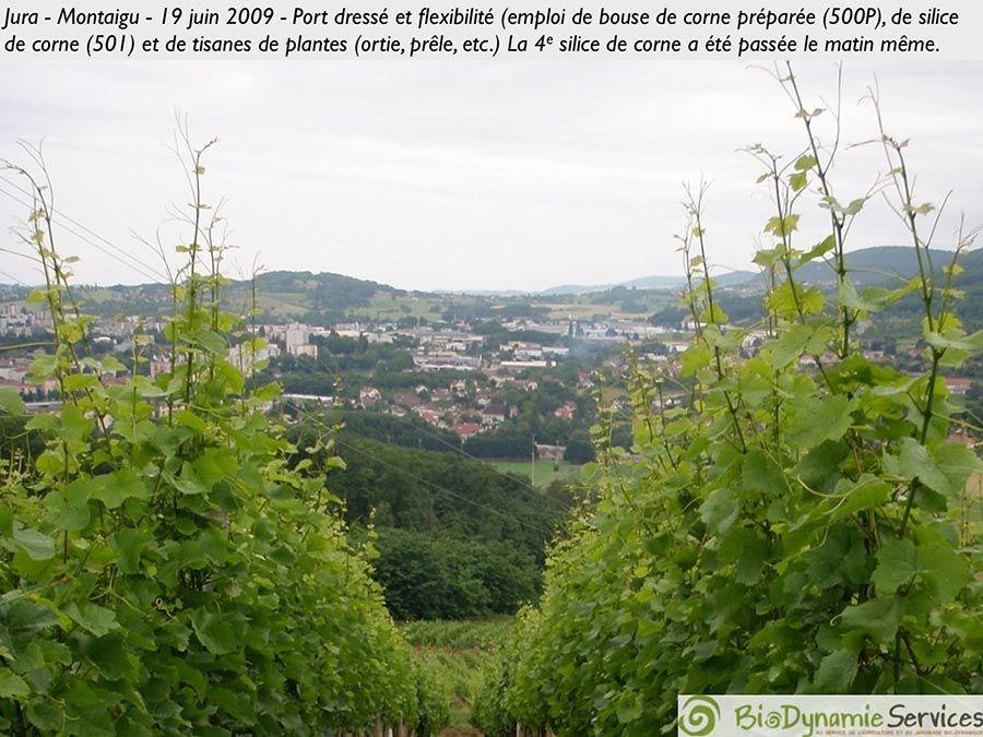 Influence de la biodynamie en agriculture - Après Bouse de Corne préparée, Silice de Corne et Tisanes de Plantes