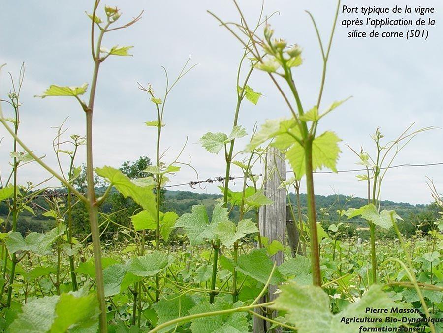 Influence de la biodynamie en agriculture - Port typique de la vigne après application de Silice de Corne