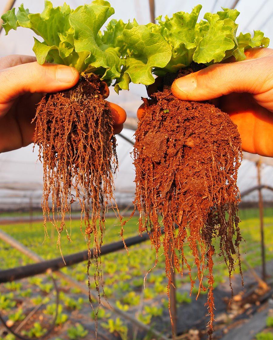 Influence de la biodynamie en agriculture - Maraichage en Italie