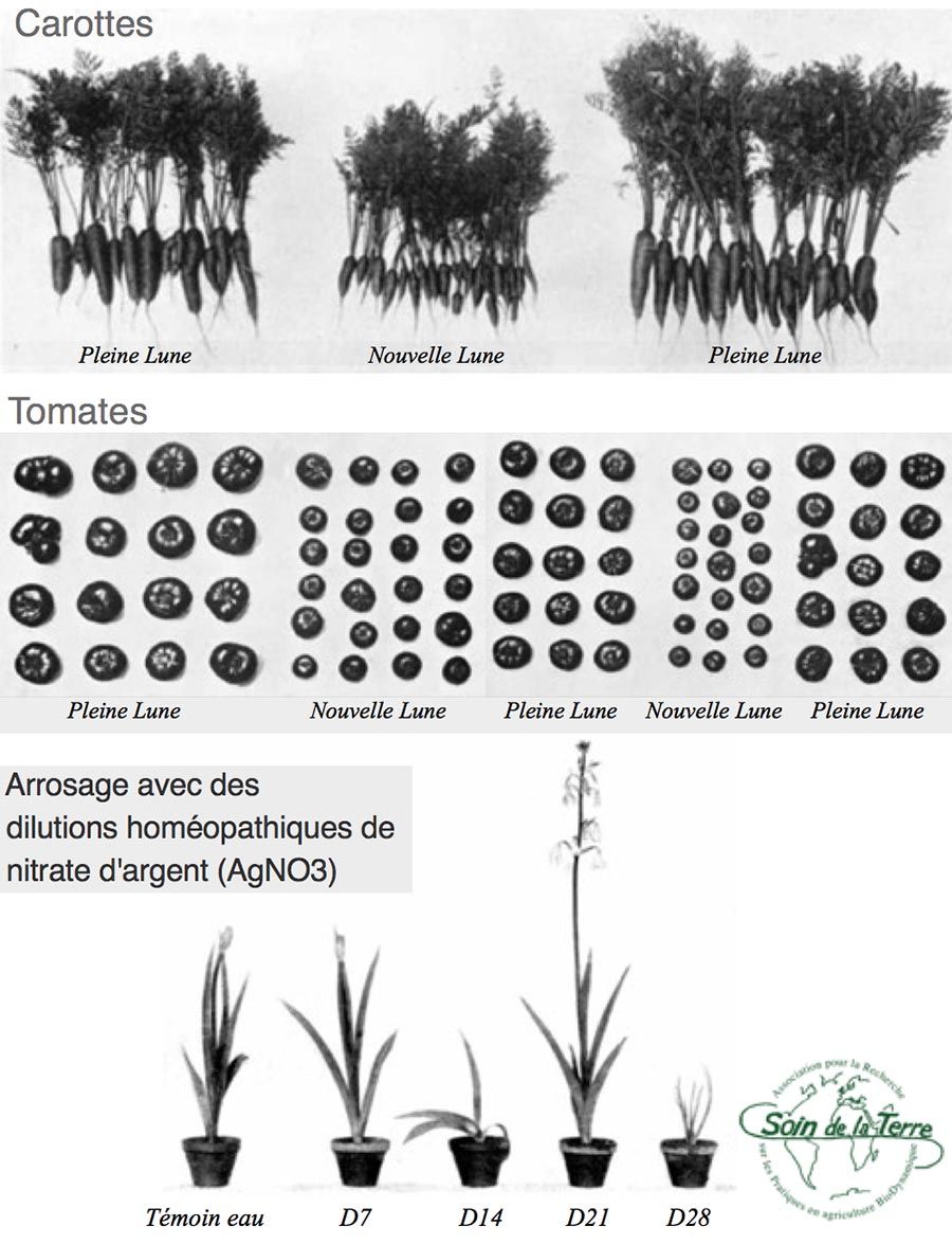 La lune et les dilutions homéopathiques - Biodynamie