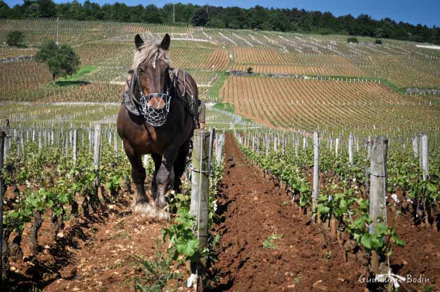 Labour au Cheval à la Romanée-conti