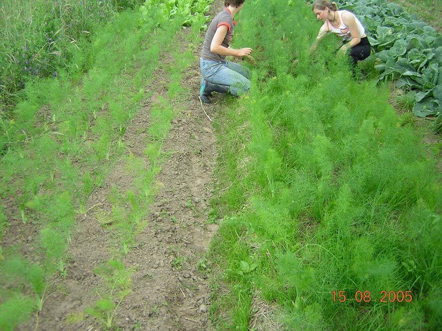 Maraîchage sous mulch - Fenouil