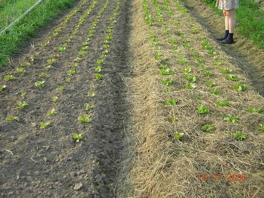 Maraîchage sous mulch - Salade