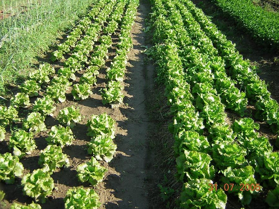 Maraîchage sous mulch - Salade