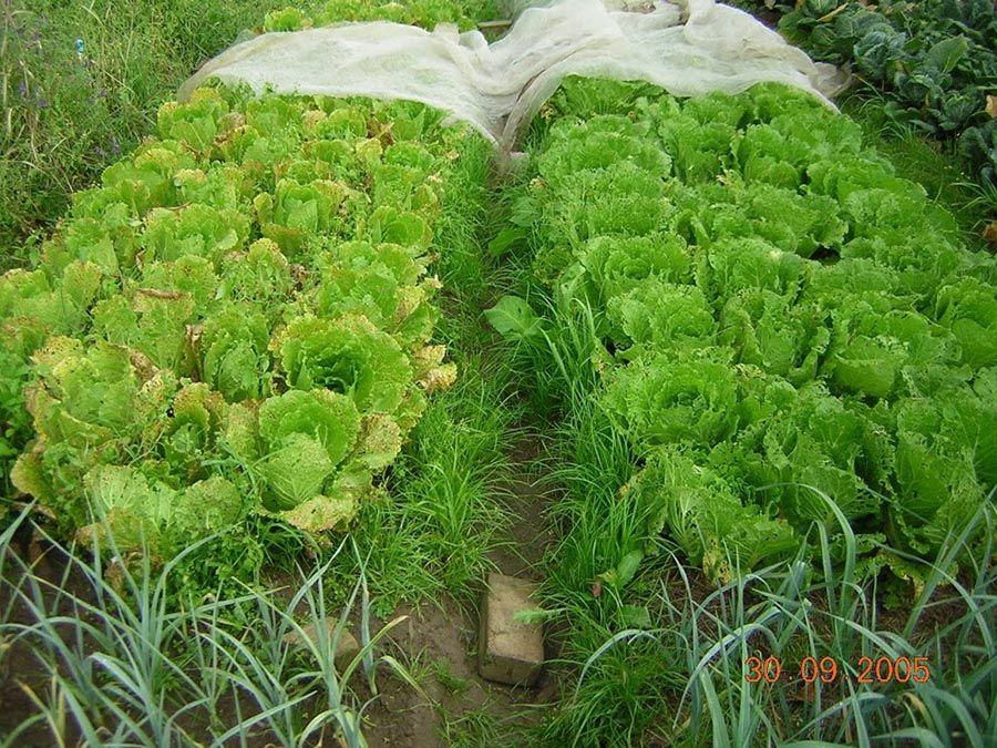 Maraîchage sous mulch - Chou Chinois