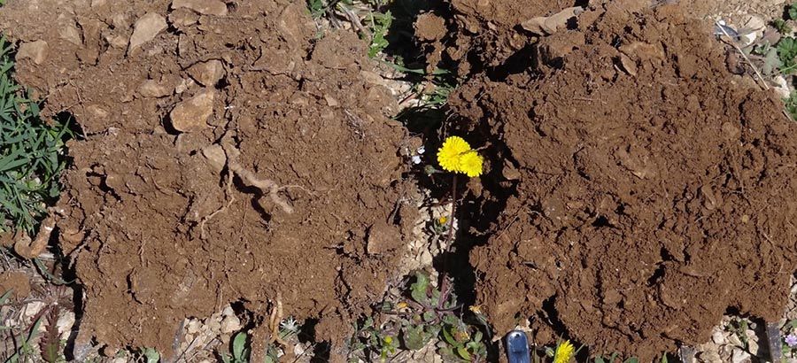 Profils de sol bio vs biodynamie - Bouches du Rhône