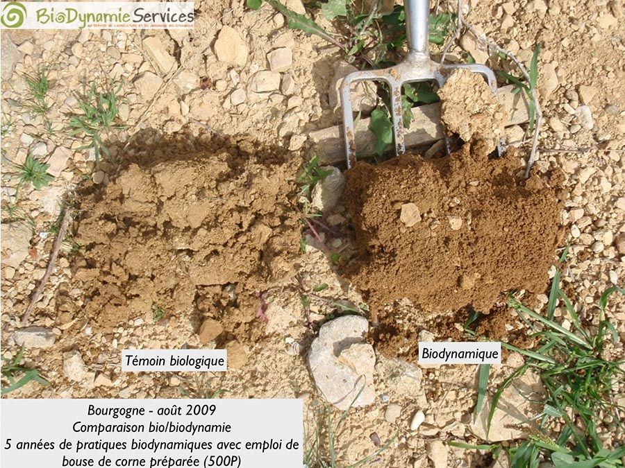 Profils de sol bio vs biodynamie - Bourgogne