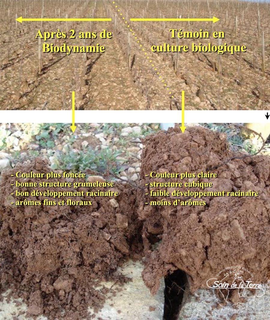 Régénération du sol avec la biodynamie - Vignoble du Mâconnais