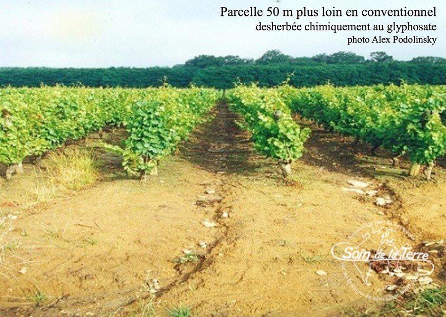 Parcelle désherbée chimiquement au glyphosate - Roundup