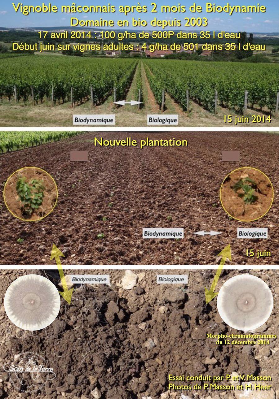 Régénération du sol avec la biodynamie - Vignoble dans le Mâconnais