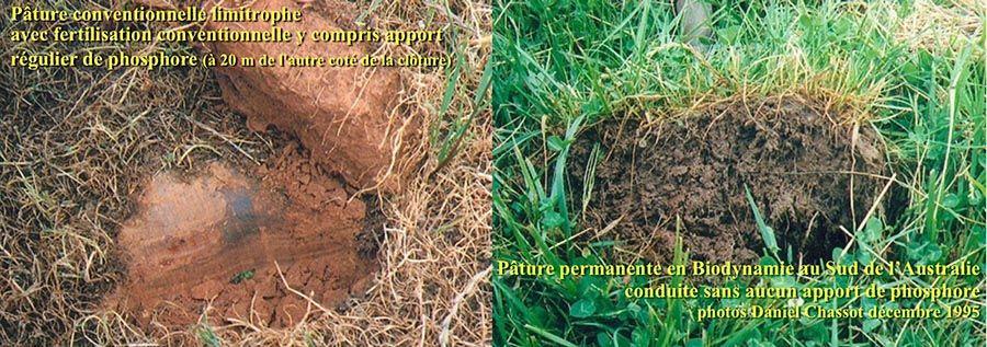 Régénération du sol avec la bouse de corne - Pâture Australienne