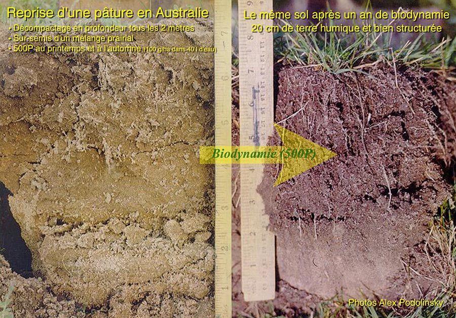 Régénération du sol avec la bouse de corne - Pâture Australienne