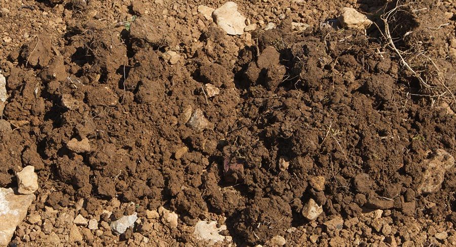 Régénération du sol avec la bouse de corne - Vignoble Mâconnais