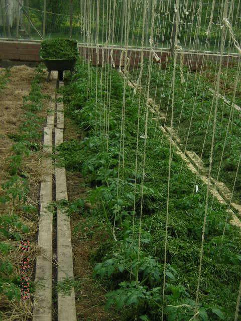 Tomates sous mulch - Biodynamie