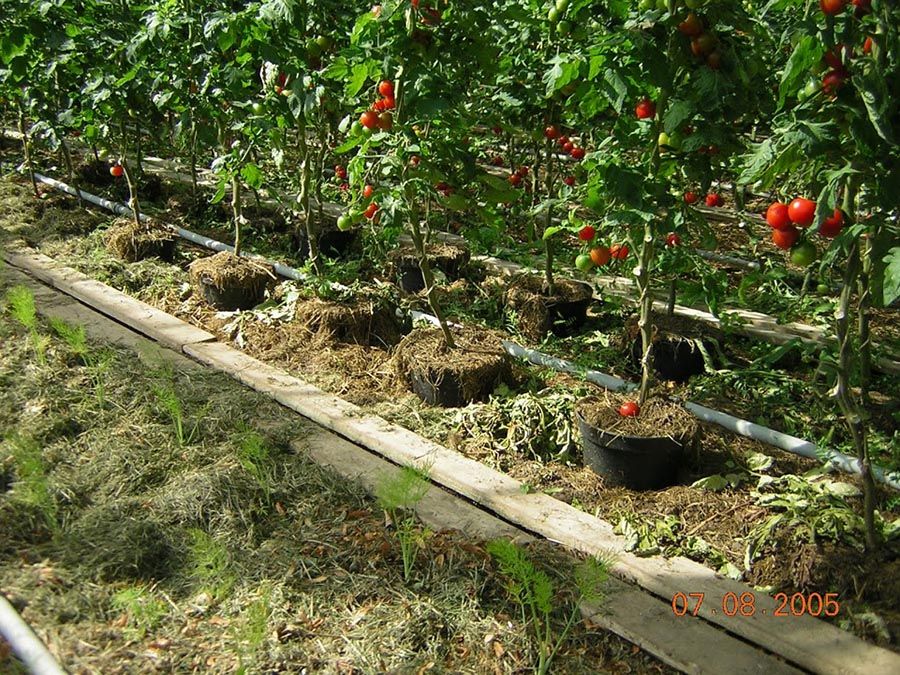 Tomates sous mulch - Biodynamie