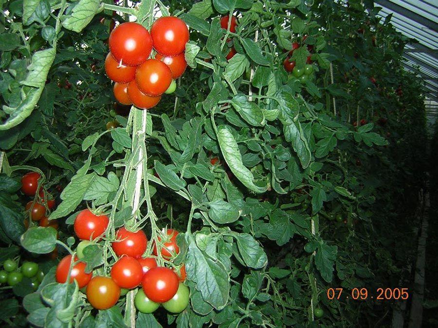 Tomates sous mulch - Biodynamie