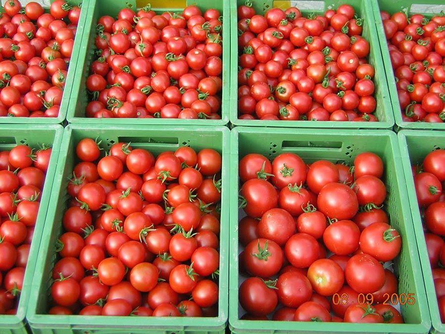 Tomates sous mulch - Biodynamie