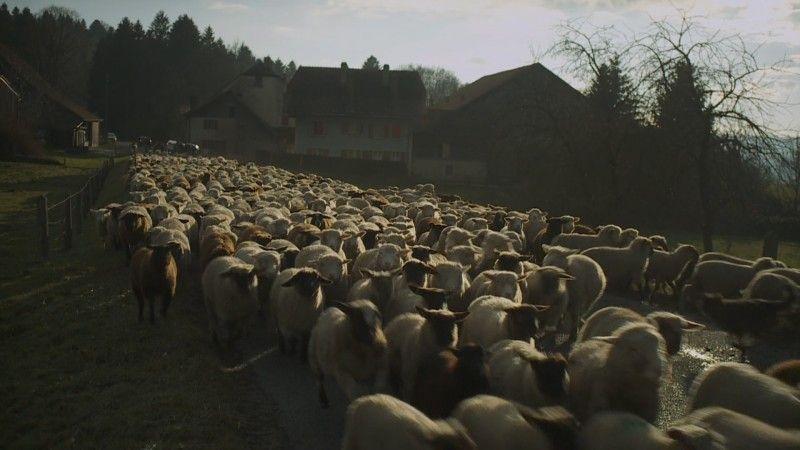 Transhumance