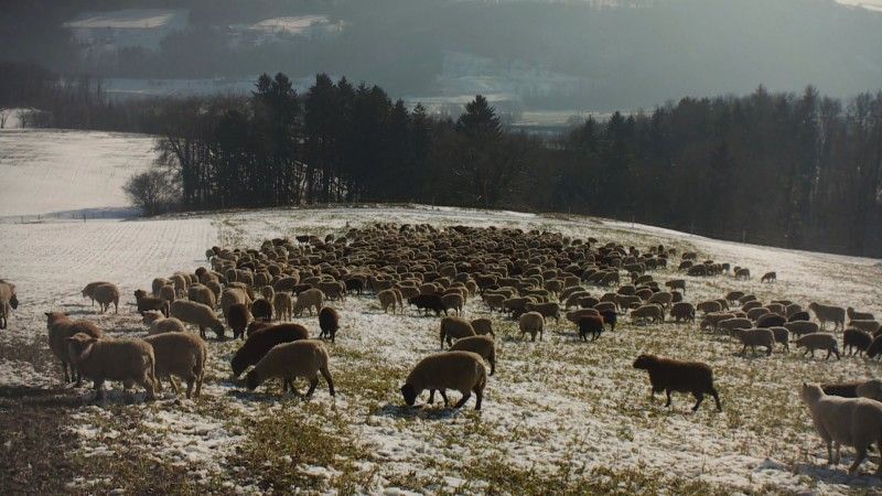 Transhumance