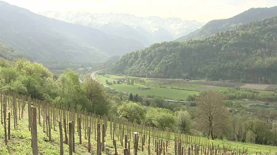 Les vignes du Trièves