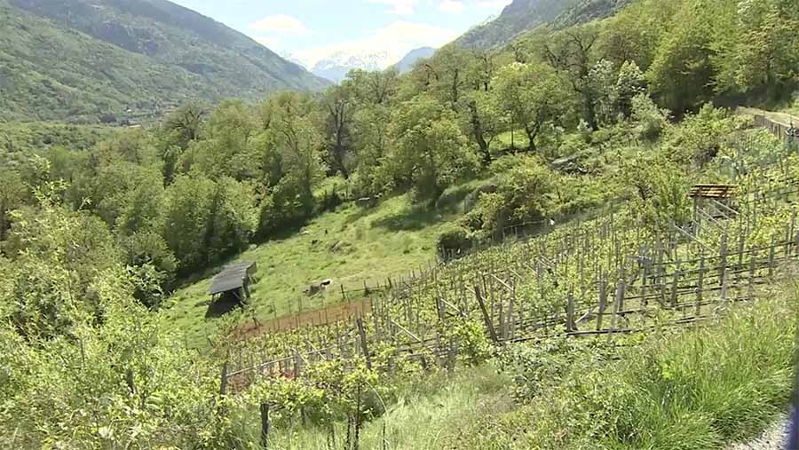 Vignes du Piémont