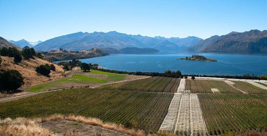  Looking over Rippon Vineyard - Jocelyn Kinghorn