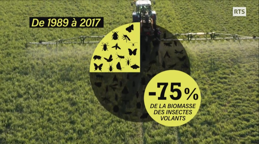 De 1989 à 2017, 75% de la biomasse des insectes volants a disparu