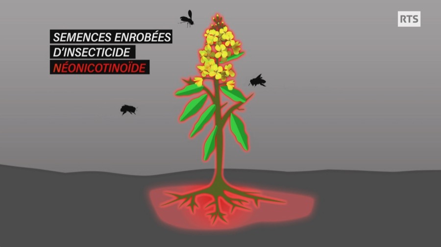 Semences enrobées d'insecticide néonicotinoïdes