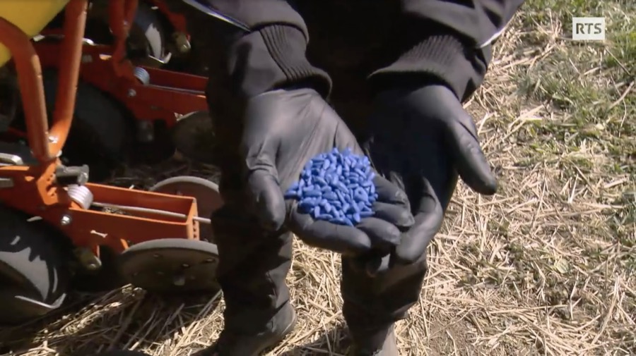 Graines de tournesol bleues, enrobées de néonicotinoïdes.