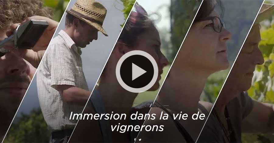 Une année à la vigne